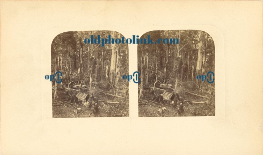 Forest in Tasmania 1859