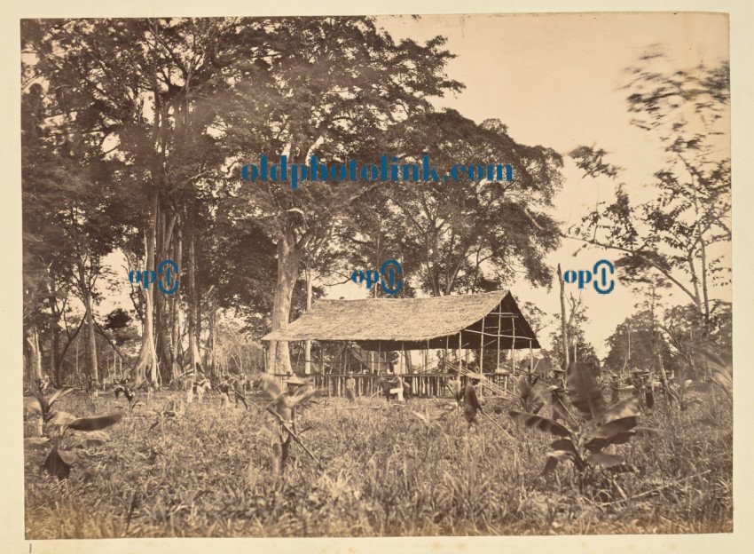 Workers in a plantation field 1850