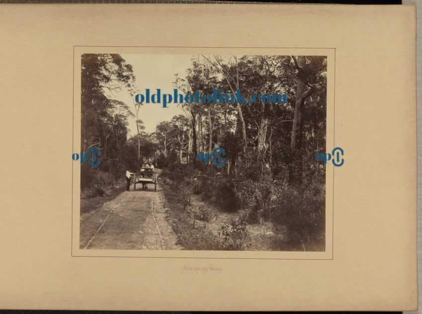 Australian Bush 1885