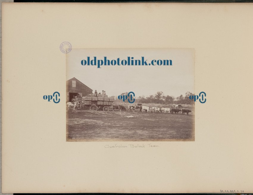 Australian Bullock Team 1887