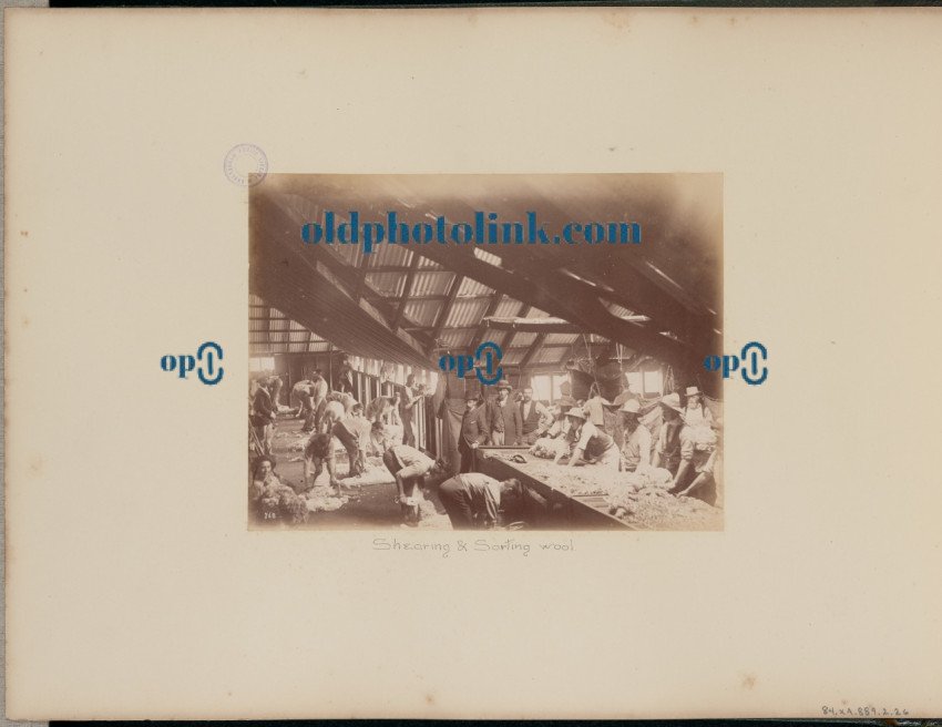 Shearing and Sorting Wool 1887