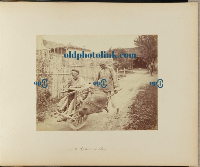 Barrow pusher with passenger and pig Shanghai 1870