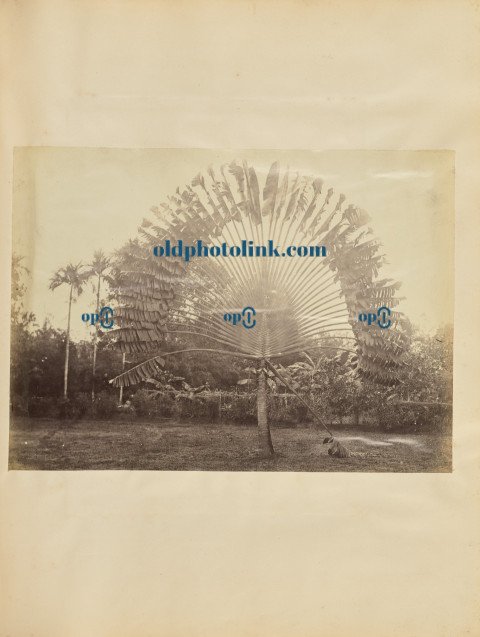 Traveler's palm tree 1850