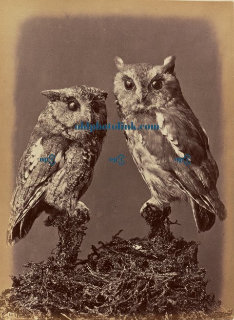 Screech Owl, Mottled Owl  Red & Gray stages 1876