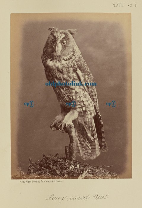 Long eared Owl 1876
