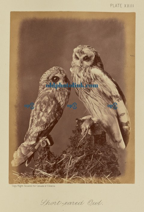 Short eared Owl 1876