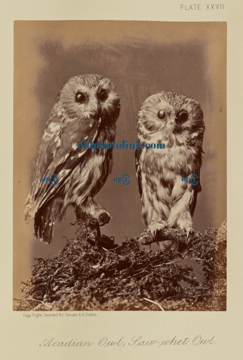 Acadian Owl; Saw whet Owl 1876