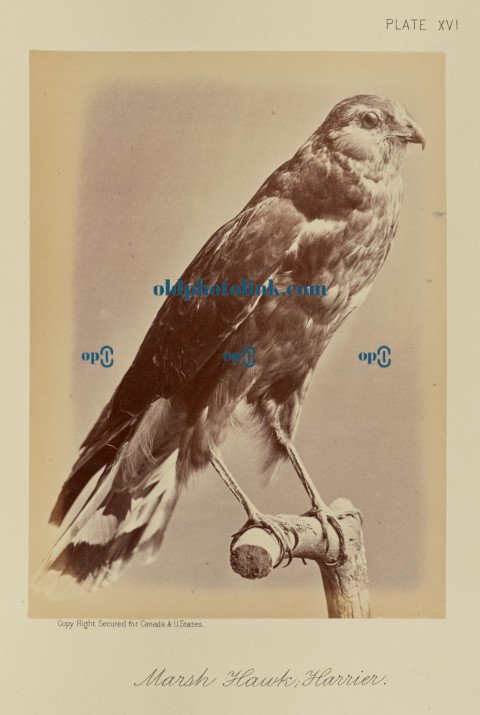 Marsh Hawk; Harrier 1876