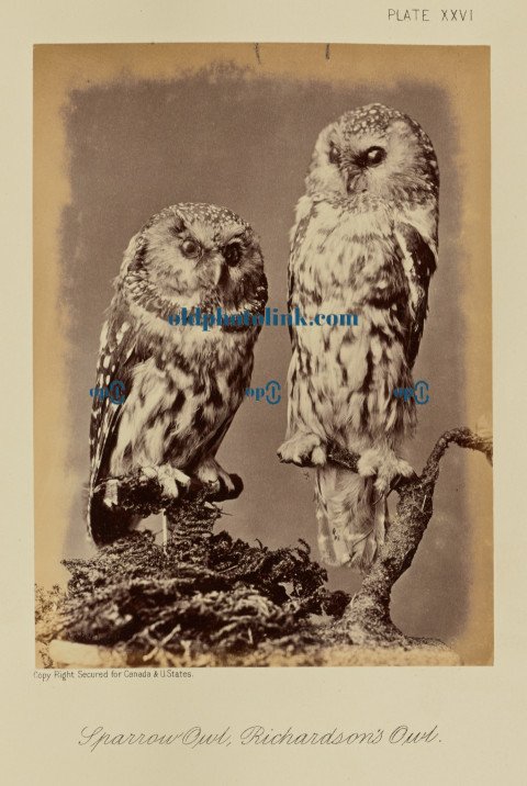 Sparrow Owl, Richardson's Owl 1876