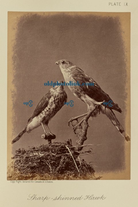 Sharp shinned Hawk 1876