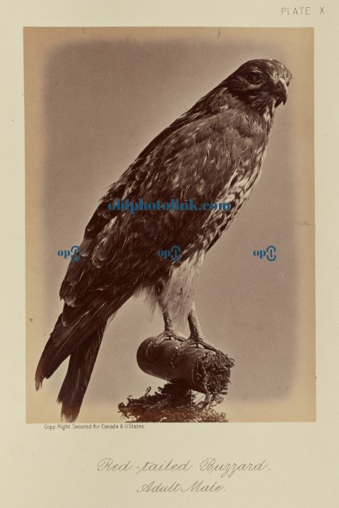 Red tailed Buzzard, Adult Male 1876