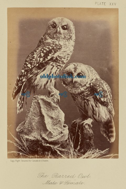The Barred Owl, Male & Female 1876