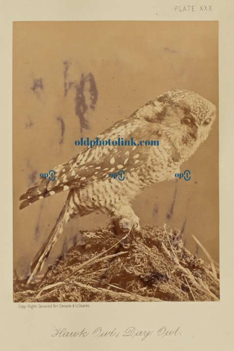Hawk Owl; Day Owl 1876