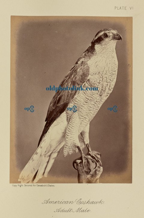 American Goshawk, Adult Male 1876