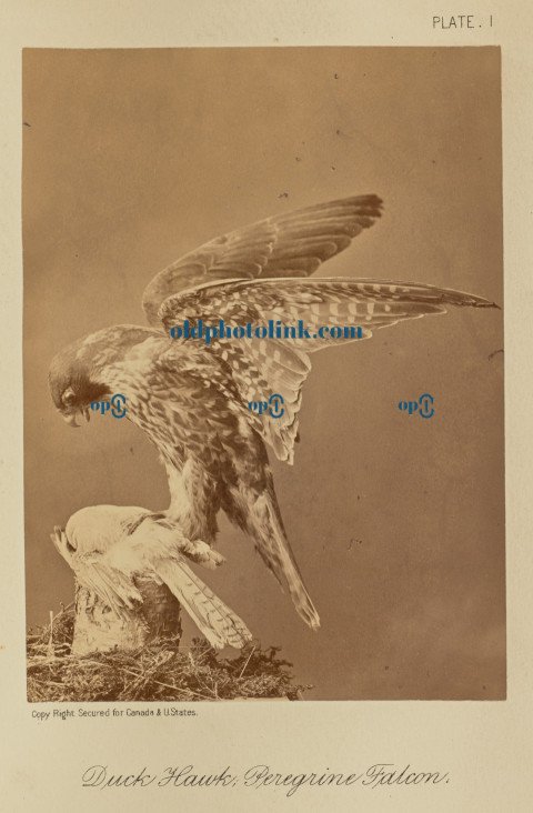 Duck Hawk; Peregrine Falcon 1876