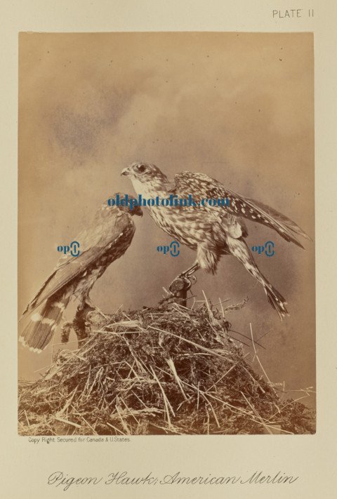 Pigeon Hawk; American Merlin 1876