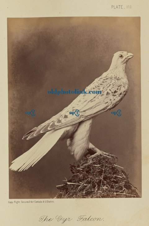 The Gyr Falcon 1876
